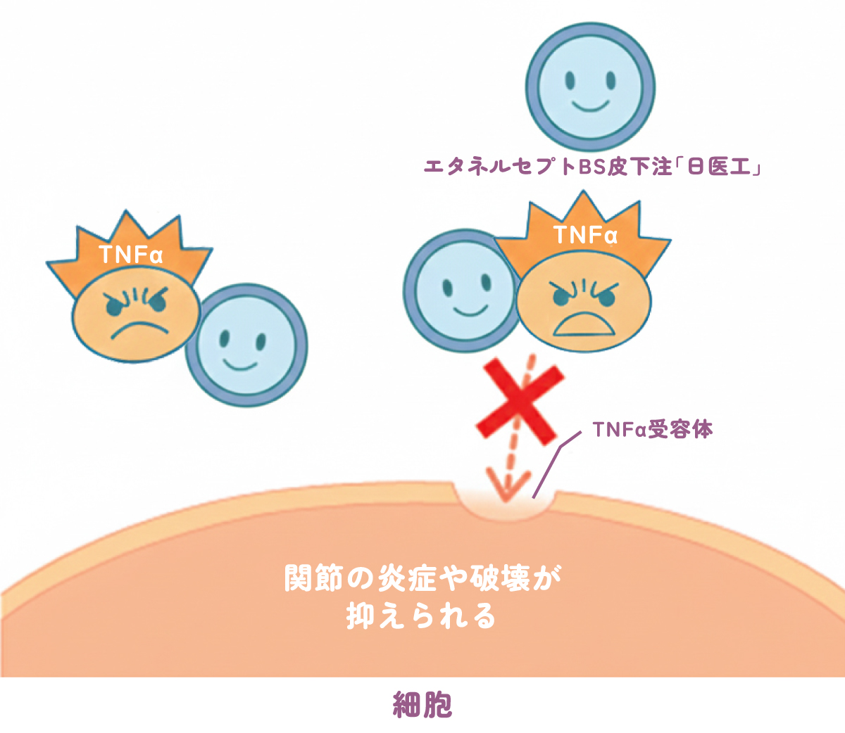炎症を悪化させるTNFαのはたらきを抑える、エンブレル