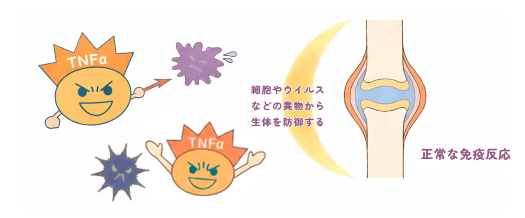 免疫機能が正常な方