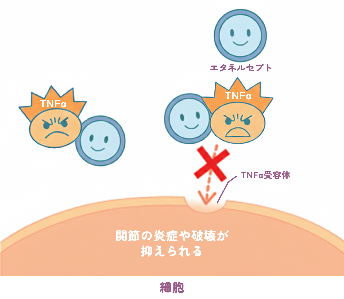 炎症を悪化させるTNFαのはたらきを抑える、エタネルセプト